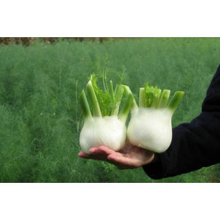 Compra HINOJO VICTORIO F1 Precision ECOLÓGICO (2.500 Semillas). en la tienda online Fito Agrícola