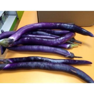 Compra BERENJENA JAPONESA EPS104 en la tienda online Fito Agrícola