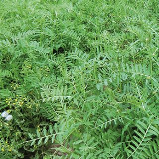 Compra VEZA VILLOSA VILLOTA R2 (25 Kgr.). en la tienda online Fito Agrícola