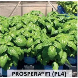 Compra ALBAHACA GENOVESA MACETA HOJA LARGA PROSPERA F1 PL4 (5.000 Semillas) en la tienda online Fito Agrícola