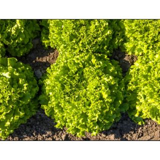 Compra LECHUGA AGILA Pildorada (5.000 Semillas) en la tienda online Fito Agrícola