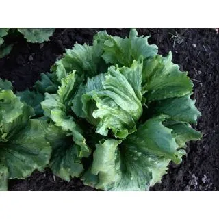 Compra LECHUGA ALCALA Pildorada (10.000 Semillas) en la tienda online Fito Agrícola
