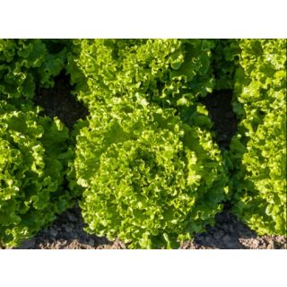 Compra LECHUGA AVELEDA Pildorada (5.000 Semillas) en la tienda online Fito Agrícola