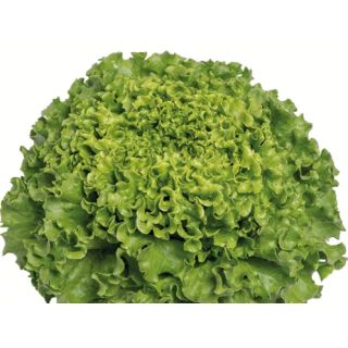 Compra LECHUGA BONALISA Pildorada (5.000 Semillas) en la tienda online Fito Agrícola