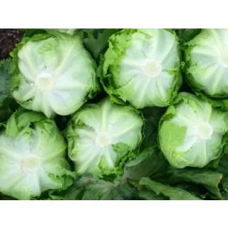 Compra LECHUGA BUDA Pildorada (10.000 Semillas) en la tienda online Fito Agrícola