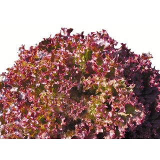 Compra LECHUGA CANDYKA Pildorada (10.000 Semillas) en la tienda online Fito Agrícola