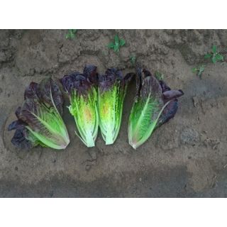 Compra LECHUGA FARAMIR ECOLÓGICA Pildorada (10.000 Semillas) en la tienda online Fito Agrícola