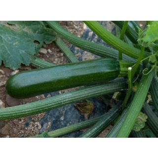 Compra CALABACÍN AMORGOS F1 (1.000 Semillas) en la tienda online Fito Agrícola