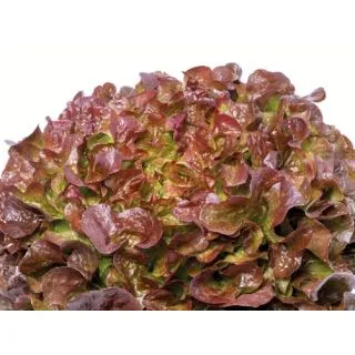 Compra LECHUGA OPALIX Pildorada (10.000 Semillas) en la tienda online Fito Agrícola