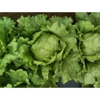 Compra LECHUGA PEDROLA Pildorada (10.000 Semillas) en la tienda online Fito Agrícola