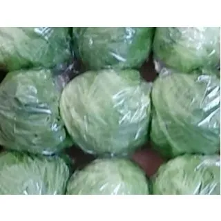 Compra LECHUGA QUETGLAS Pildorada (10.000 Semillas) en la tienda online Fito Agrícola
