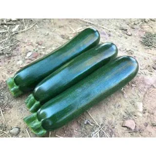 Compra CALABACÍN KEESHA ECOLÓGICO F1 (1.000 Semillas) en la tienda online Fito Agrícola