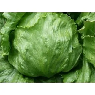 Compra LECHUGA YECLA Pildorada (10.000 Semillas) en la tienda online Fito Agrícola