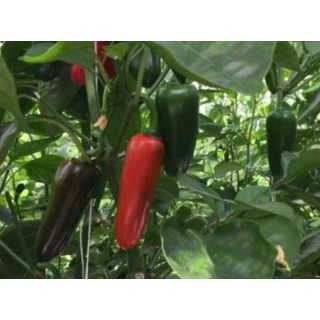 Compra PIMIENTO COTACACHI F1 (1000 Semillas). en la tienda online Fito Agrícola