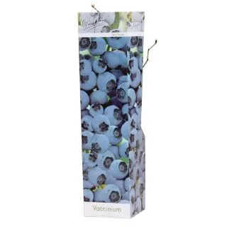 Compra ARANDANO AZUL (1 Unid.) en la tienda online Fito Agrícola