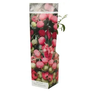 Compra ARANDANO ROSA (1 Unid.). en la tienda online Fito Agrícola