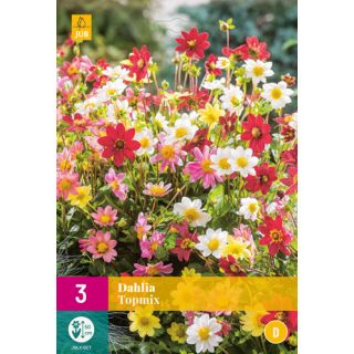 Compra DALIA TOPMIX XXL en la tienda online Fito Agrícola