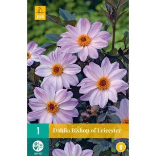 Compra DALIA BISHOP OF LEICESTER en la tienda online Fito Agrícola