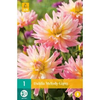 Compra DALIA MELODY GIPSY en la tienda online Fito Agrícola