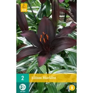 Compra LILIUM BLACKLIST en la tienda online Fito Agrícola