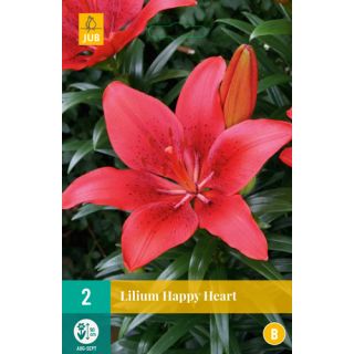 Compra LILIUM HAPPY HEART en la tienda online Fito Agrícola