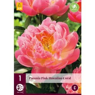 Compra PEONÍA PINK HAWAIIAN CORAL en la tienda online Fito Agrícola