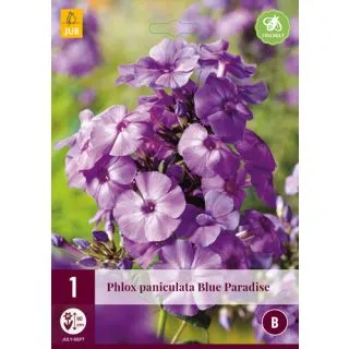 Compra PHLOX PANICULATA BLUE PARADISE en la tienda online Fito Agrícola