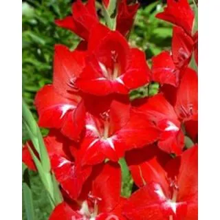 Compra GLADIOLO TRADERHORN (100 Unid.). en la tienda online Fito Agrícola