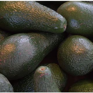 Compra AGUACATE FUERTE en la tienda online Fito Agrícola
