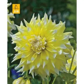 Compra DALIA GRAND PRIX (10 Unid.). en la tienda online Fito Agrícola