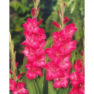 Compra GLADIOLO FAIRYTALE PINK (100 Unid.). en la tienda online Fito Agrícola