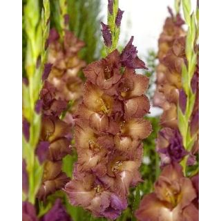 Compra GLADIOLO INDIAN SUMMER (100 Unid.). en la tienda online Fito Agrícola