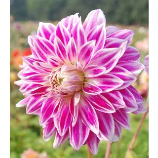 Compra DALIA BRISTOL STRIPE (10 Unid.). en la tienda online Fito Agrícola