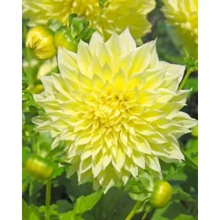 Compra DALIA KELVIN FLOODLIGHT (10 Unid.). en la tienda online Fito Agrícola