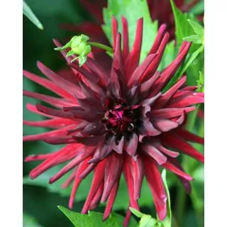 Compra DALIA NUIT D'ÉTE (10 Unid.). en la tienda online Fito Agrícola