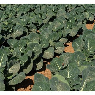 Compra ROMANESCO PINETO F1 Peliculado (2.500 Semillas) en la tienda online Fito Agrícola