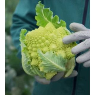 Compra ROMANESCO ROSKOF F1 Peliculado (2.500 Semillas) en la tienda online Fito Agrícola