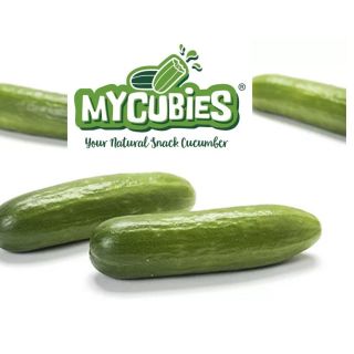 Compra PEPINO SNACK MYCUBIES (Injertado) M11 en la tienda online Fito Agrícola