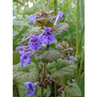 Compra HIERBA GATERA ECOLÓGICA ME11 en la tienda online Fito Agrícola