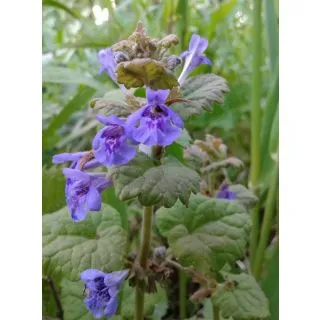 Compra HIERBA GATERA ECOLÓGICA ME11 en la tienda online Fito Agrícola