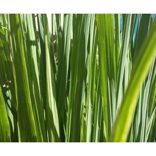 Compra CITRONELLA M13 en la tienda online Fito Agrícola