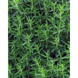 Compra AJEDREA ECOLÓGICA ME11 en la tienda online Fito Agrícola