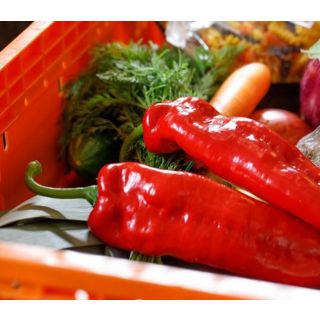 Compra PIMIENTO SWEET PALERMO ROJO M6 en la tienda online Fito Agrícola