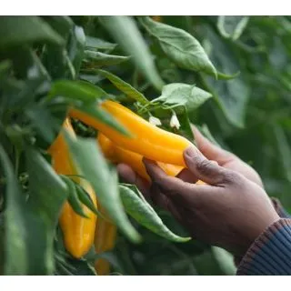 Compra PIMIENTO SWEET PALERMO AMARILLO M11 en la tienda online Fito Agrícola