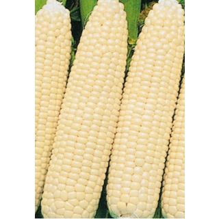 Compra MAÍZ BLANCO 1517 F1 (5 gr.) en la tienda online Fito Agrícola