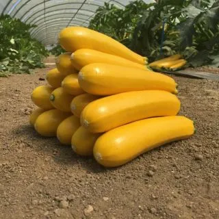 Compra CALABACÍN LINGODOR F1 BIO (1.000 Semillas) en la tienda online Fito Agrícola