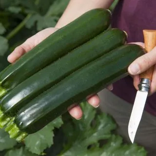 Compra CALABACÍN TWITTER F1 BIO (1.000 Semillas) en la tienda online Fito Agrícola