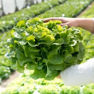 Compra LECHUGA BELANICE Pildorada (5.000 Semillas) en la tienda online Fito Agrícola