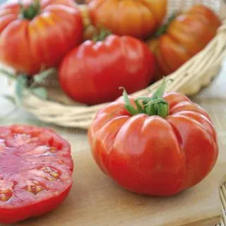 Compra TOMATE MARBONNE F1 BIO (1000 Semillas). en la tienda online Fito Agrícola
