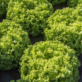 Compra LECHUGA GOLDORAC Pildorada (5.000 Semillas) en la tienda online Fito Agrícola
